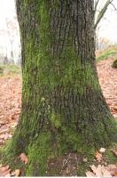 tree bark mossy 0006